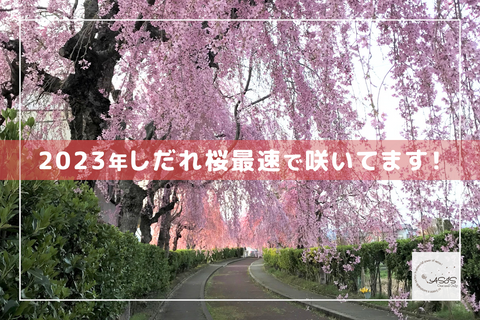 ASIS(アズイズ)のゆる~い ブログはじめました。