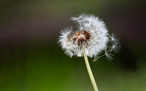 「もったいない」には活かす価値があり、粋かす発想がある
